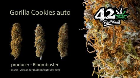 Gorilla Cookies Autoflower Fastbuds Youtube