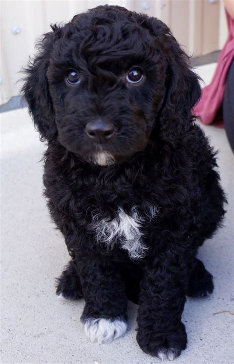Whitetail mountain doodles is an ethical breeder of high quality f1b goldendoodle puppies. Cutest Mini English Goldendoodle Puppy! | Goldendoodle ...