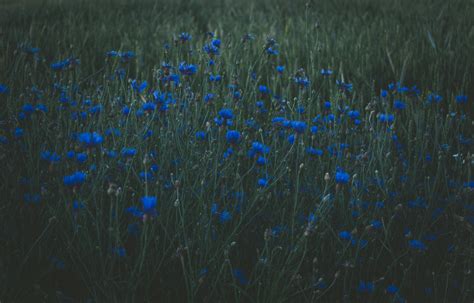 Photo Of Blue Petaled Flowers · Free Stock Photo