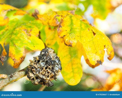 Closeup Of Fungi Growth On Oak Tree Stock Image Image Of Moss Lichen