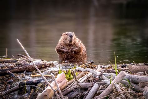 Why Do Beavers Build Dams Live Science