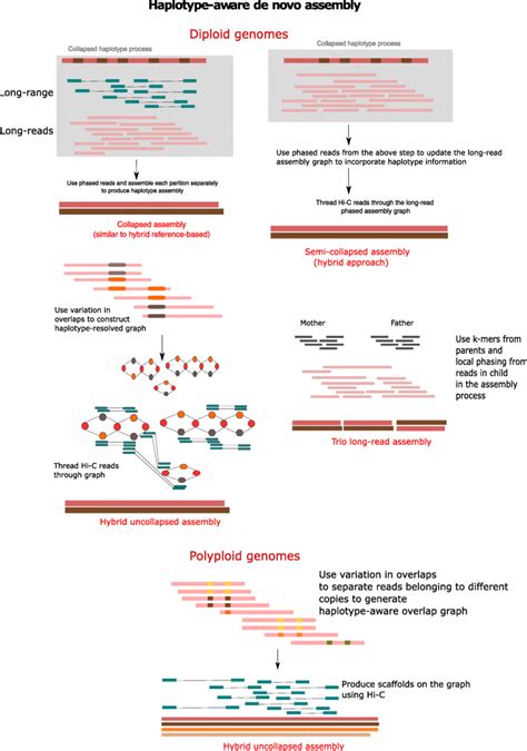 Haplotype Aware De Novo Assembly Collapsed Assembly Approaches