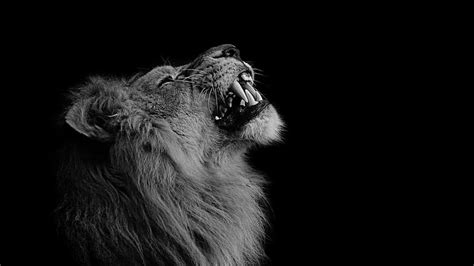 Angry Lion Wallpaper Hd Black And White