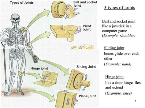 A normal human joint, such as the knee, develops less friction than even the most perfect ball bearing. Human Body Systems PPT