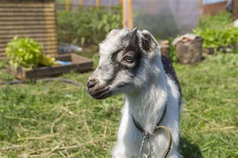 Someone In California Keeps Stealing Goats Modern Farmer