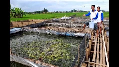 Tanaman adalah makhluk hidup organik dan tumbuh kecuali bahwa, tidak seperti manusia atau hewan, mereka tidak dapat berpindah dari satu tempat ke tempat lain secara mandiri dan sukarela. Rahasia Sukses Budidaya Ikan Lele Hasil Milyaran - Sipendik