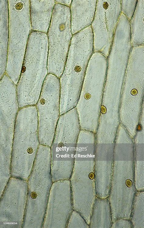 Plant Cell Structure Onion Epidermis Photomicrograph 50x At 35mm Shows