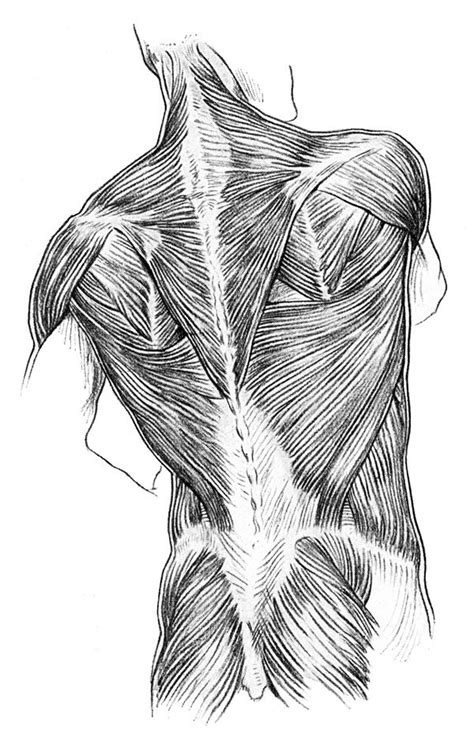 Back Muscles Drawing Reference Female Pin By Fox On Anatomy Figure