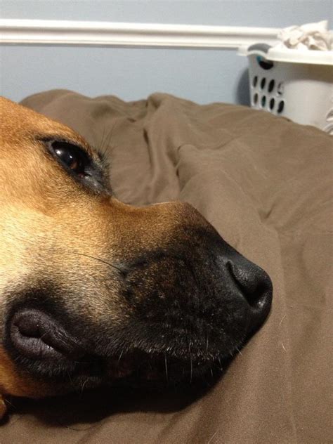 Dog Swollen Nose Bridge Nasal Dermatoses Of Dogs Integumentary System
