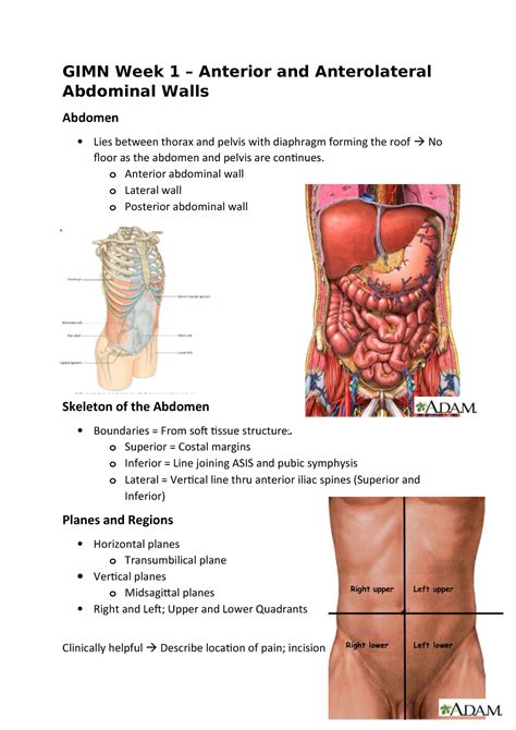 Lateral Lower Quadrants Of The Abdomen Ovulation Symptoms