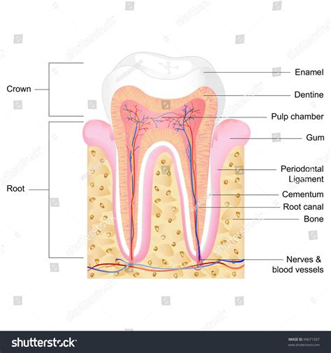 232 Human Tooth Anatomy Cross Section Dental Diagram Images Stock