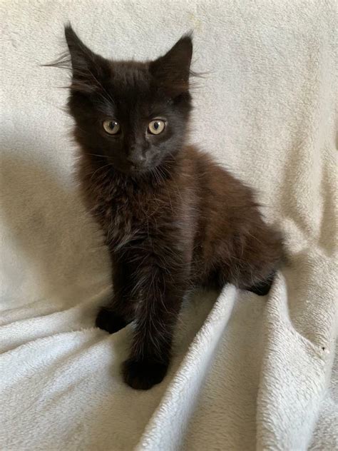 Amazing Half Norwegian Forest Kittens So Fluffy And Beautiful In