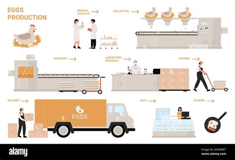 Egg Process Production In Chicken Poultry Factory Infographic Vector