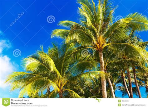 Palm Trees On A Tropical Beach The Sky In The Background