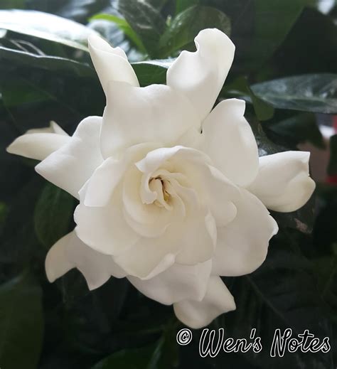 Check spelling or type a new query. Sweet Smelling Gardenia Plant | Wen's Notes