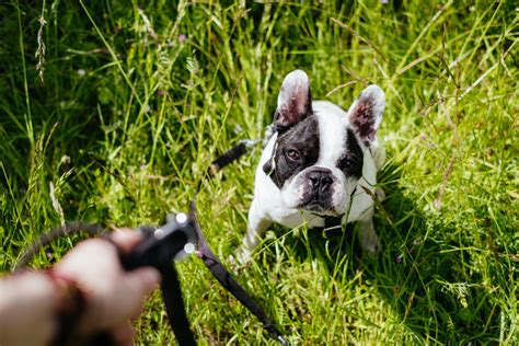 French Bulldog On A Leash In The Meadow Free Stock Photo