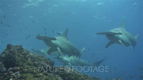 Scalloped Hammerhead Sharks Schooling Youtube