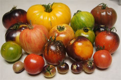 My Most Colorful Tomatoes 2014 Gardening