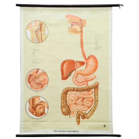 Vintage Rollable Medical Poster Wall Chart Human Digestive Organs At