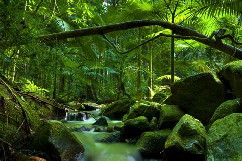 How Was The Daintree Rainforest Created