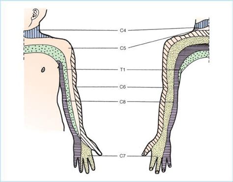 Brachial Plexus Nerve Dermatome