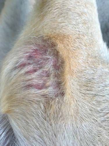 9 Causes Of Folliculitis In Dogs And How To Treat Them Medication For