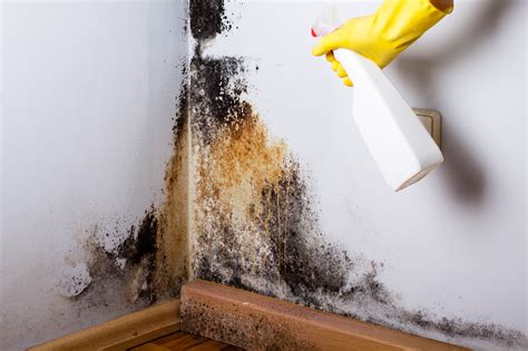 The content of any folder you choose will be deleted!) How to Remove Mold - Bleach vs. Vinegar - ServiceMaster Of ...