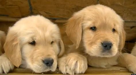 Golden Retriever Puppies Play In The Snow Cuteridiculous