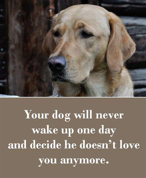 42 Dog Sayings Which Will Touch Your Heart Dog Animal And Doggies