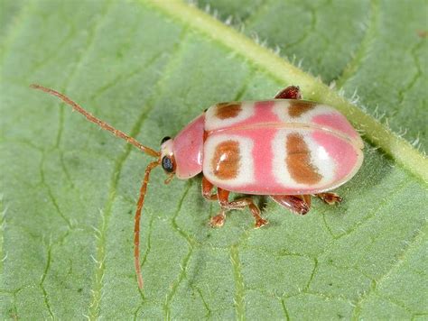 Leaf Beetle Beautiful Bugs Cool Insects Insects