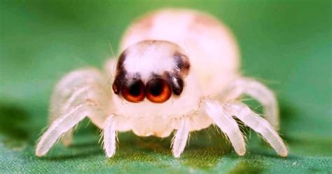 Smallest Spider In The World In 2023 Spiders Perfect Guide
