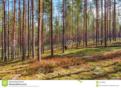 Landscape In A Pine Forest Stock Photo Image Of Evergreen 44348668