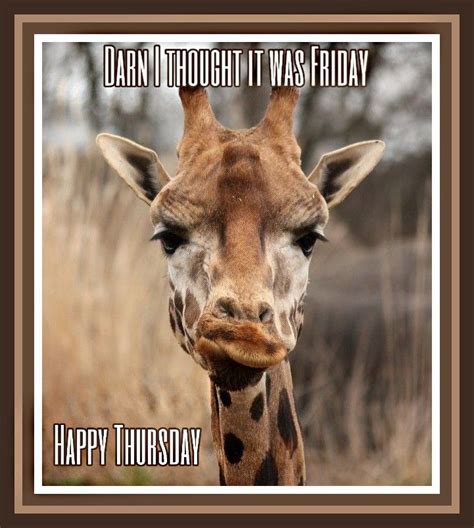 Happy Thursday Funny Animals Giraffe Pictures Animals