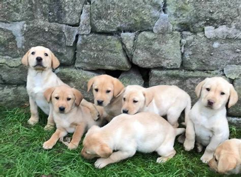 Labrador Retriever Puppies For Sale Houston Tx 285523