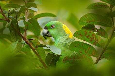 Parrot In Tree Yellow Naped Parrot Amazona Auropalliata Portrait Of
