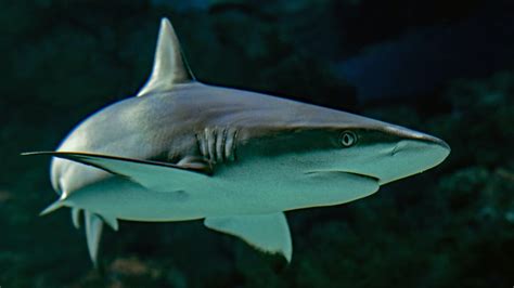 Czy W Morzu Karaibskim Są Rekiny Czy Atakują