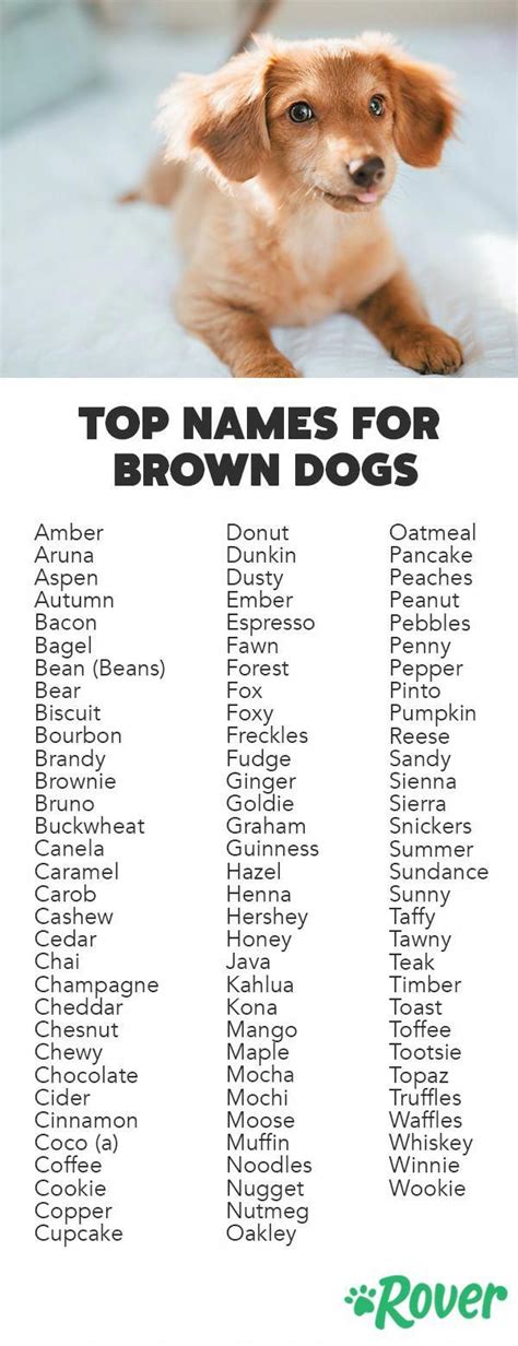 Weve Rounded Up The Top Names For Brown Dogs And Brown Puppies