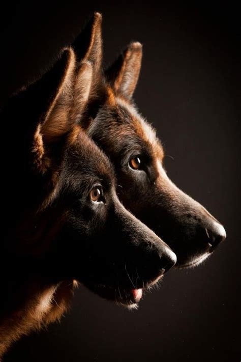 Here Are 10 Facts German Shepherd Lovers Must Always Remember The Last