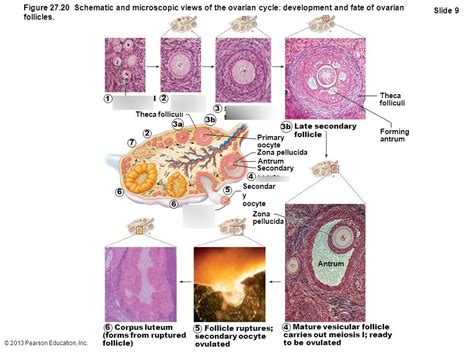 Figure Schematic And Microscopic View Of Ovarian Cycle Diagram