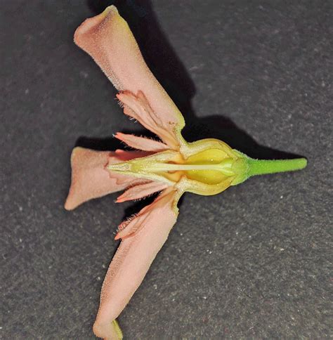 Wrightia Pubescens Apocynaceae