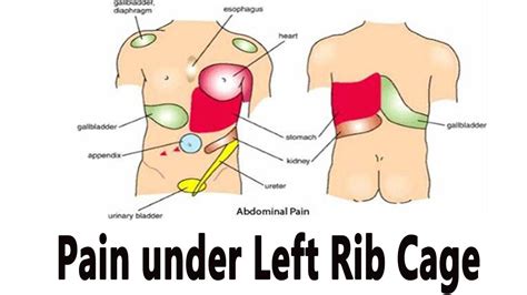 Located under the ribcage and above the stomach in the left upper . Picture Of What Is Under Your Rib Cage / 14 Causes Of Pain ...