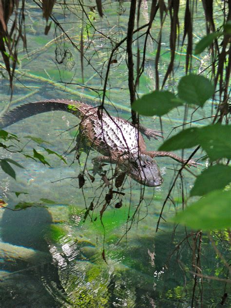 Floridas Threatened Springs Phillips Natural World