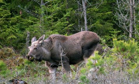 Most recently in the shl with malmö redhawks. Moose damage accounts for nearly SEK 1 billion in southern ...