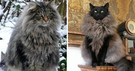 14 Beautiful Cats With The Most Glorious Winter Manes