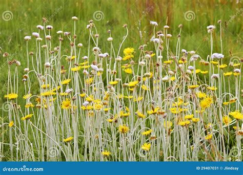Long Stemmed African Wildflowers Stock Image Image 29407031