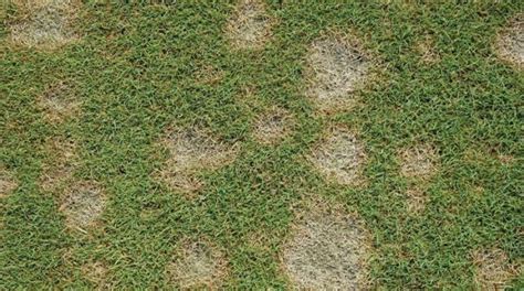 Dollar Spot Disease In Turf How To Identify Cure And Control It
