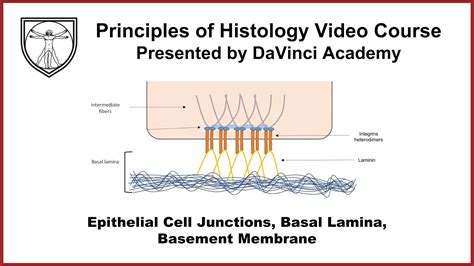 Epithelial Cell Junctions Basal Lamina Basement Membrane Epithelium