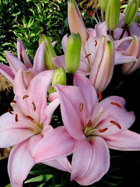 Lily Images The Home Garden