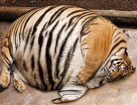 fattest tiger in the world