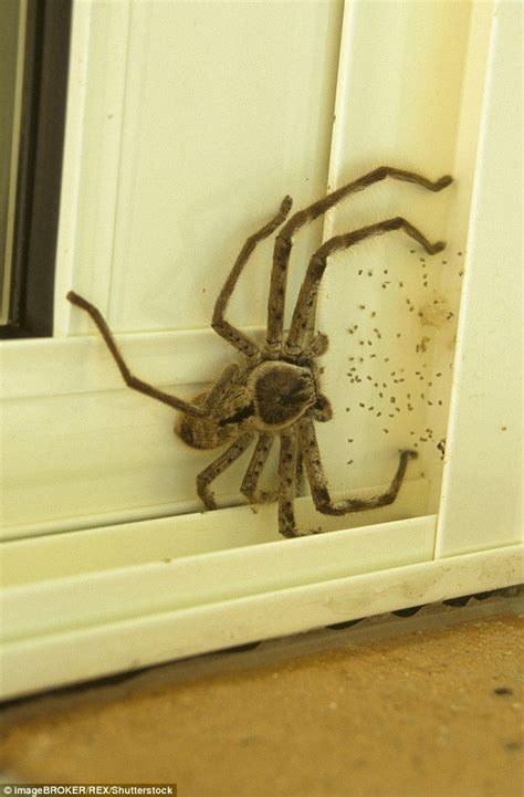 Internet Goes Wild Over Photo Of Huge Huntsman Huntsman Spider